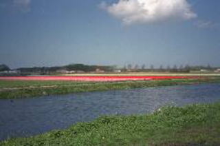 チューリップの帯