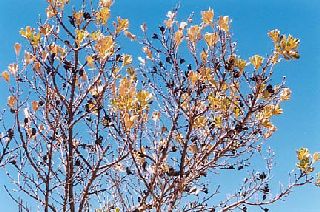 �܂��܂��쐶�̑���