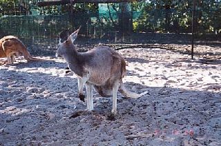 �傫�Ȏq������