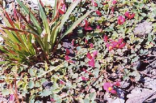 �܂��܂���