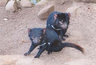 ���Ʊݥ�����