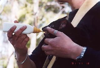 �M���r�̌��͸�����