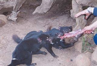 ���Ʊݥ����فB�����X�萺