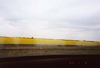 ��ɰׂ̉Ԃ�����