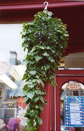 �÷�ȉԏ���