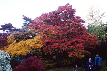 �ݹݶް��݂̍g�t