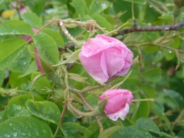 ���̋����_�}�X�N���[�Y