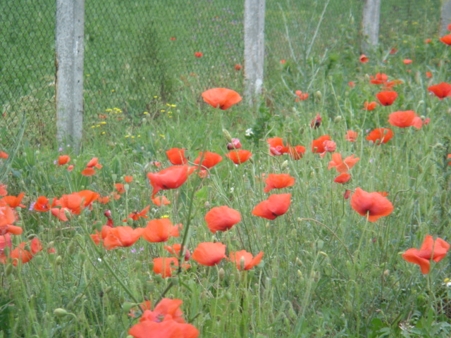 �����̃P�V�̉�