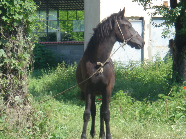 �����������₩�Ō˘f���n